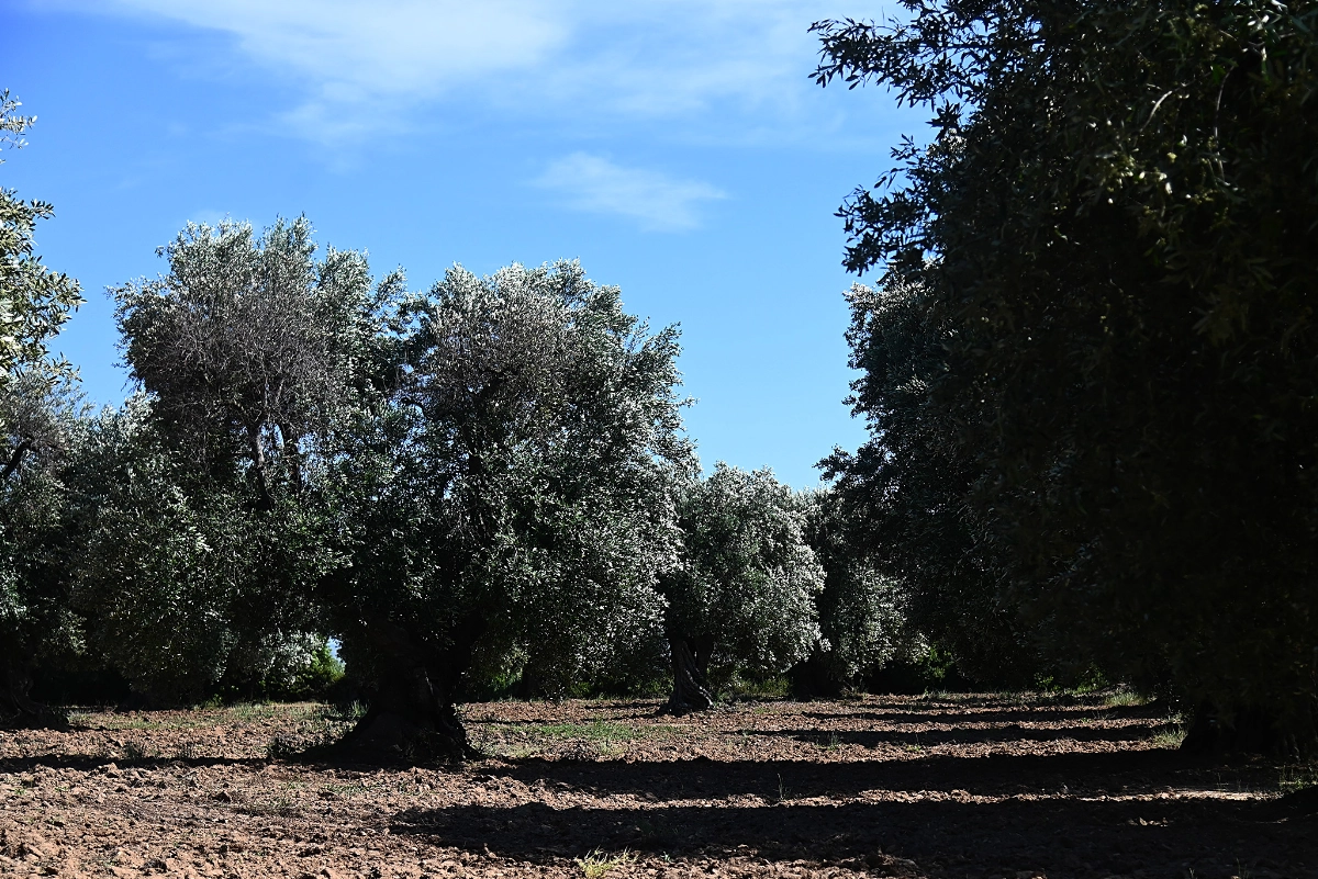 Olio extravergine Leone