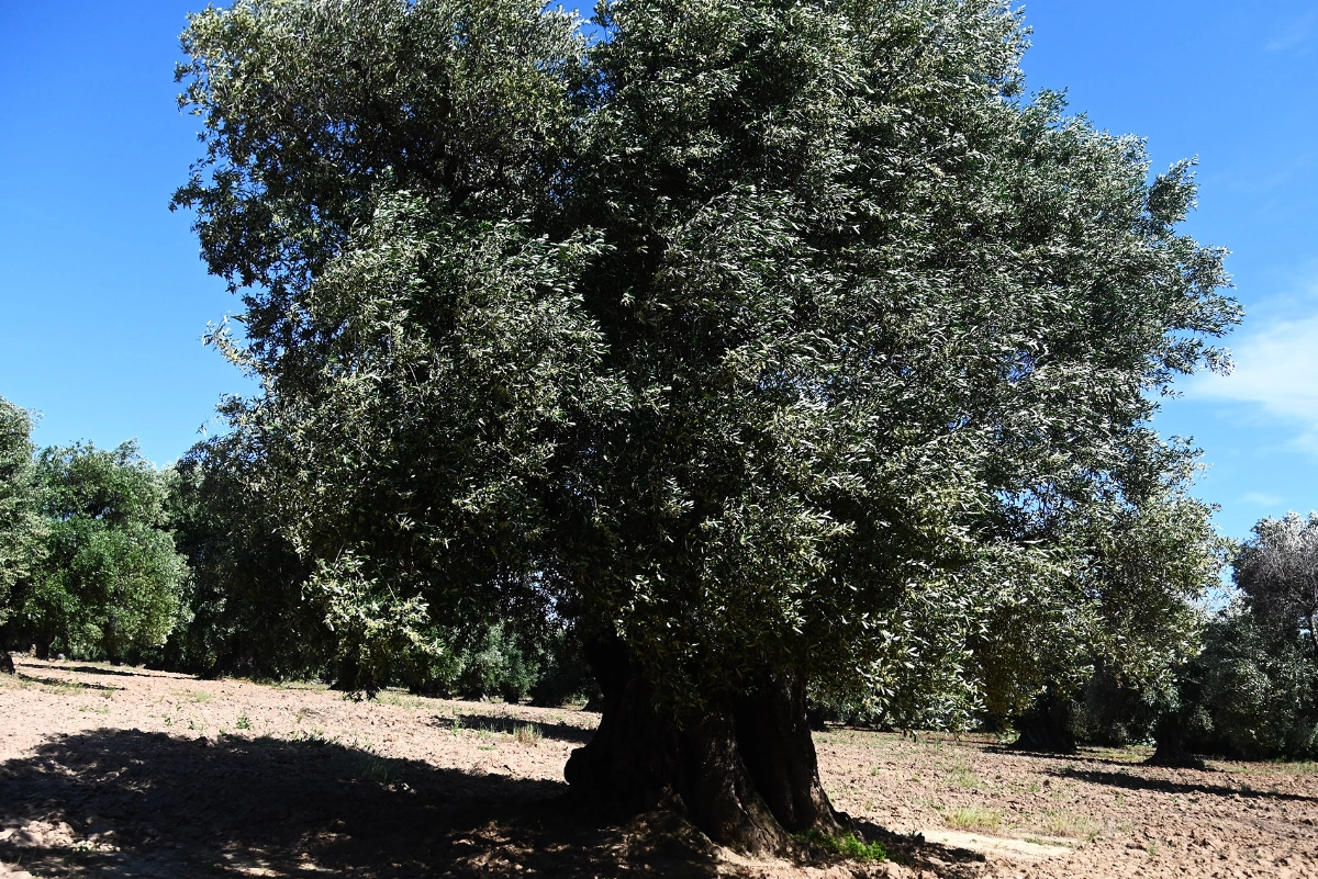 I nostri ulivi
